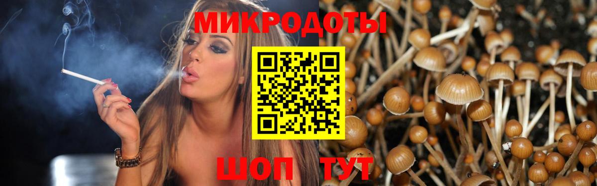 Артём  Галлюциногенные грибы Psilocybine cubensis  Вход с VPN 